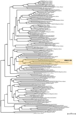 The Cis-Regulatory Code for Kelch-like 21/30 Specific Expression in Ciona robusta Sensory Organs